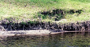 Florida Shoreline Restoration