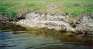 Florida Shoreline Restoration